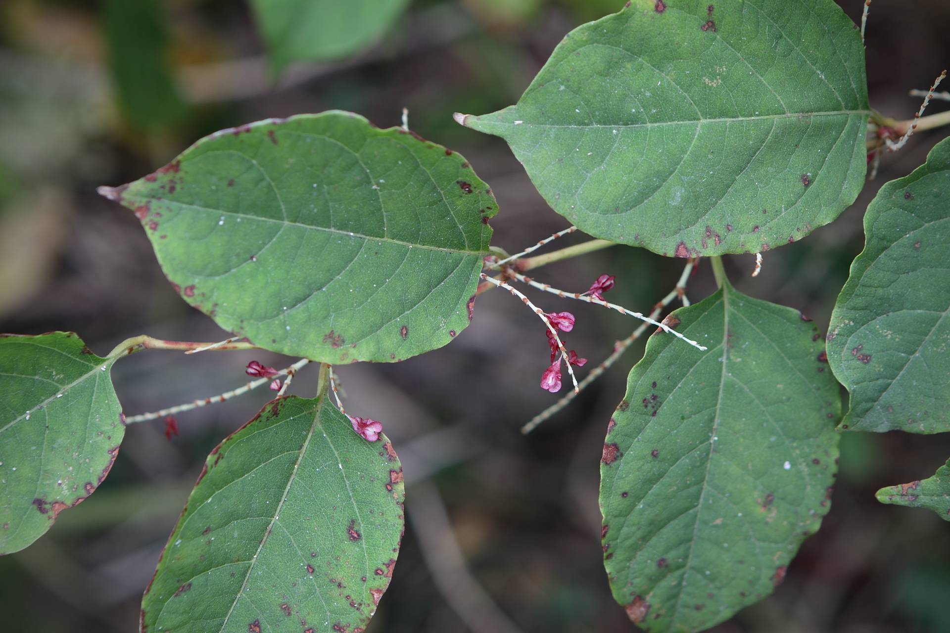 Photo of Japanese Knotweed 'Crimson Beautry'